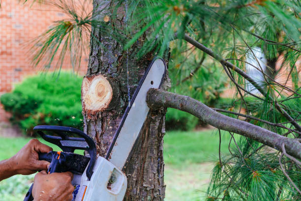 Best Tree Removal for Businesses  in USA